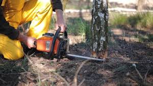 Best Stump Grinding and Removal  in Westville, NJ