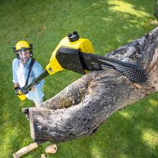 Best Hedge Trimming  in Westville, NJ