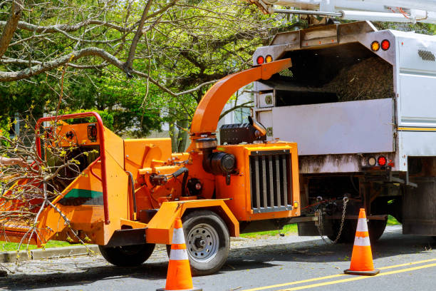 Best Lawn Grading and Leveling  in Westville, NJ