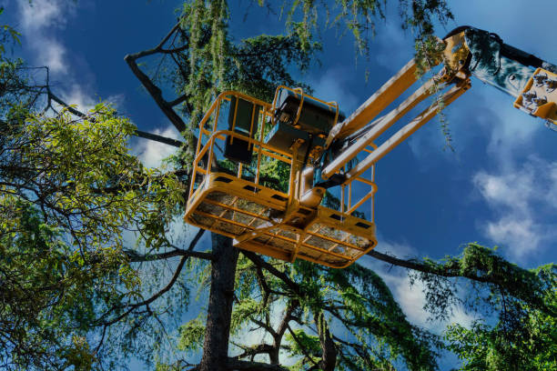 Best Tree Cabling and Bracing  in Westville, NJ