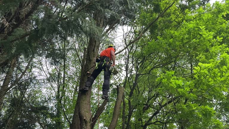 Best Tree Preservation Services  in Westville, NJ