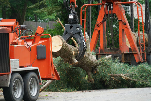 Best Tree Mulching  in Westville, NJ