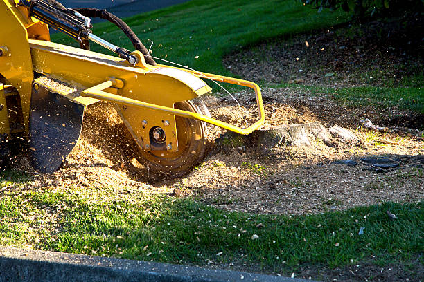 Best Soil Testing and Treatment  in Westville, NJ